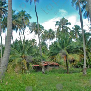 Landscape house with tile roof among palm trees