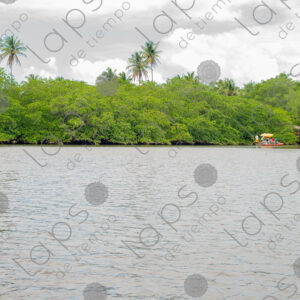 Landscape of river and mangroves