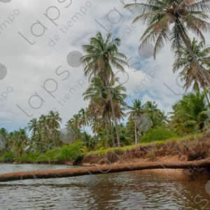 Landscape of river and palm trees