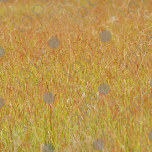 Long grass
