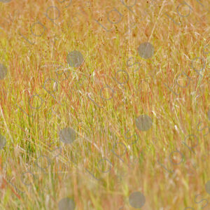 Long grass