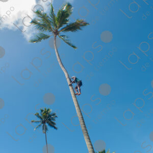 Man climbing a palm tree trunk