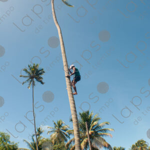 Man climbing a palm tree trunk