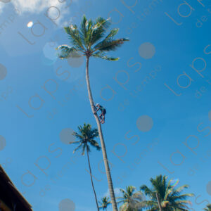 Man climbing a palm tree trunk