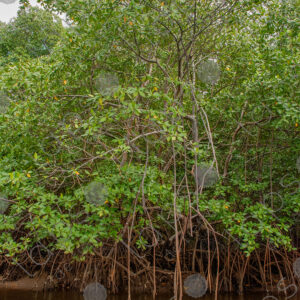 Mangrove forest landscape