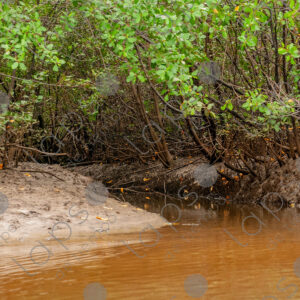 Mangrove forest landscape