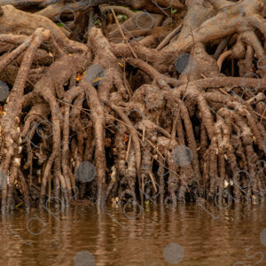 Mangrove roots in the river water