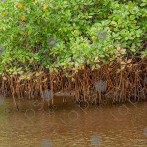 Mangroves and river