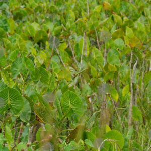 Montrichardia arborescens