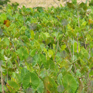 Montrichardia arborescens