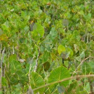 Montrichardia arborescens colony