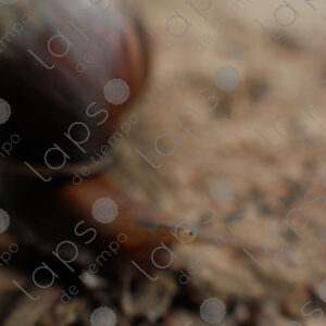 snail with one eye in focus