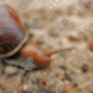 snail with one eye in focus