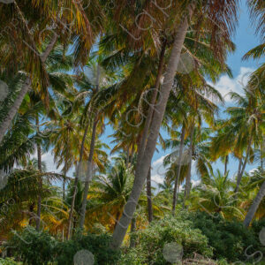 Palm tree forest