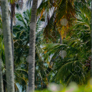 Palm tree forest