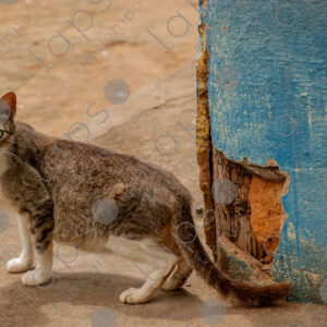 Pregnant cat