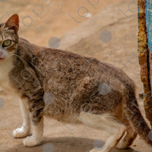 Pregnant cat