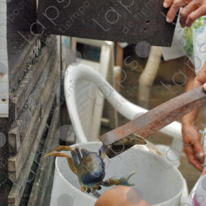 Putting the crabs in a bucket