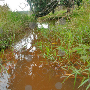 Red stream among grass
