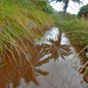 Red stream among grass