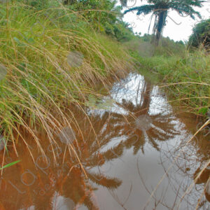Red stream among grass