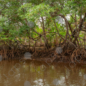 Riverbank with mangroves