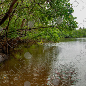 Riverbank with mangroves
