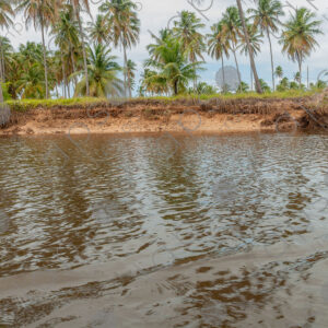 Riverbank with palm trees