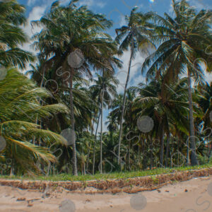 Sand and palm tree forest