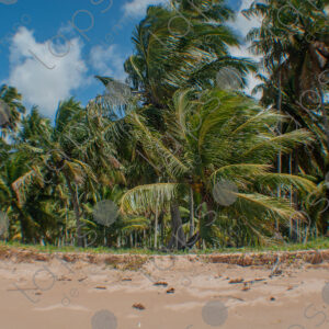 Sand and palm tree forest