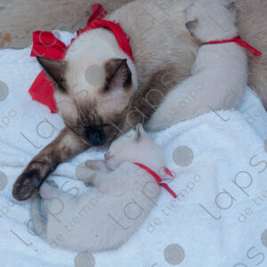 Siamese cat with kittens