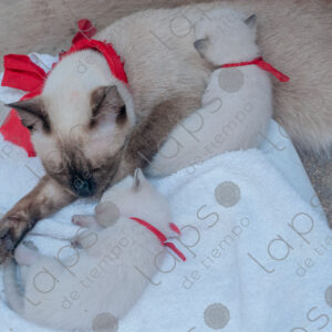 Siamese cat with kittens