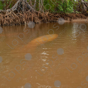 Silhouette of a manatee in the river