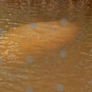 Silhouette of a manatee in the river