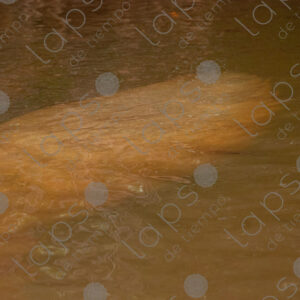 Silhouette of a manatee in the river