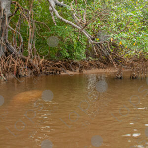 Silhouette of a manatee in the river