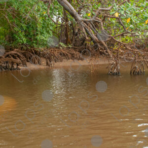 Silhouette of a manatee in the river