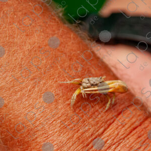 Small crab on a man's forearm