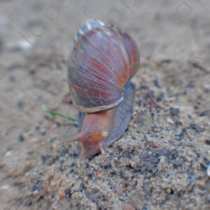 Snail on the sand