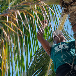 man climbing a palm tree trunk