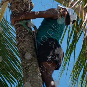 man climbing a palm tree trunk