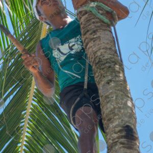 man climbing a palm tree trunk