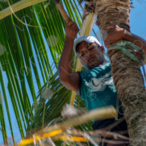 man climbing a palm tree trunk