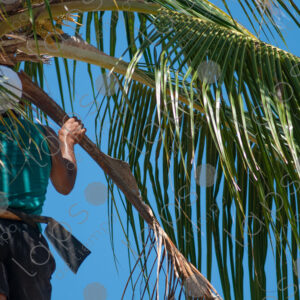 man climbing a palm tree trunk