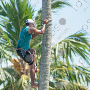 man climbing a palm tree trunk