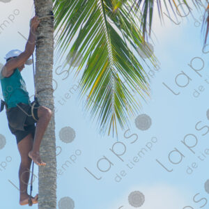 man climbing a palm tree trunk