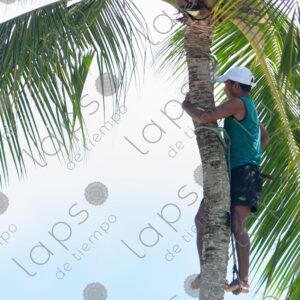 man gripping the trunk of a palm tree
