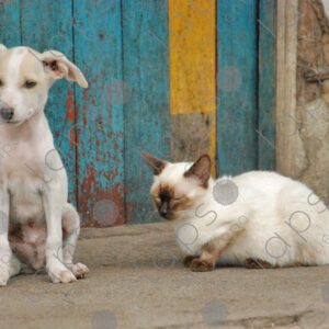 White puppy and siamese cat