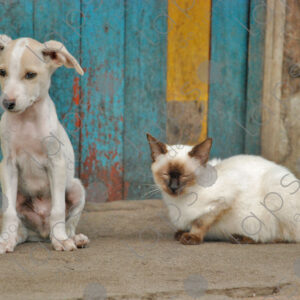 White puppy and siamese cat