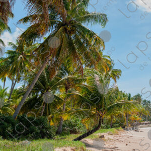 White sand beach with palm trees